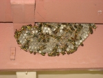 Paper Wasps